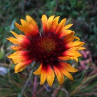 Осенняя гайлардия :: Людмила Смородинская Осенняя гайлардия :: Людмила Смородинская