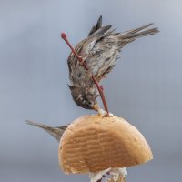 из жизни воробьев . :: юрий макаров