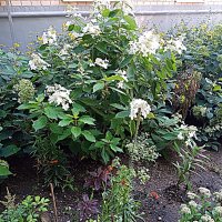 Цветы :: Владимир Драгунский