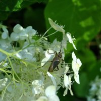 Об усачах :: AleksSPb Лесниченко