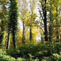 Картинки октября :: Рита Симонова