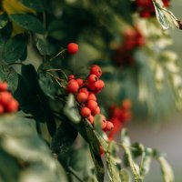 Рябина :: Юлия Ермолаева