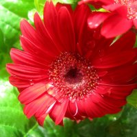 Гербера :: Елена Семигина