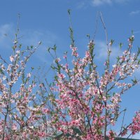 нежность апреля :: Елена Шаламова