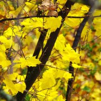 Вот клён - молодец ! :: Юрий Куликов