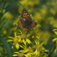 *** :: Зоя Мишина *** :: Зоя Мишина