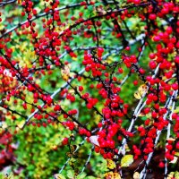 Барбарис-этюд октября :: Aida10 Барбарис-этюд октября :: Aida10