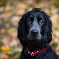 Джек :: Вячеслав Дроздов