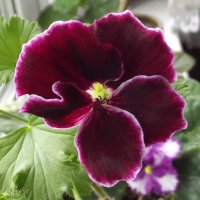 Герань :: Freddy 97