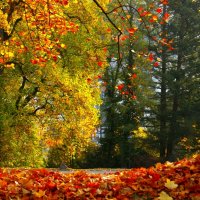 Осенние картинки :: Юрий. Шмаков