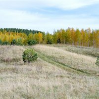Золото берез :: Андрей Щетинин