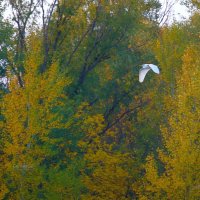 Большая белая цапля в полёте :: Сергей Беляев