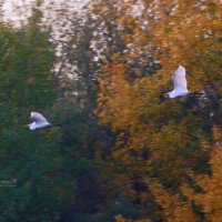 Две стрелы :: Сергей Беляев