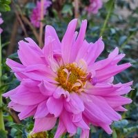 Молодой весёлый георгин :: Наталья Молодой весёлый георгин :: Наталья