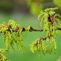 Побеги дуба... :: Николай Гирш