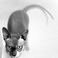 Тима :: Андрей Зайцев