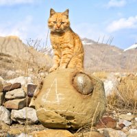 Рыжий незнакомец. :: Геннадий Валеев