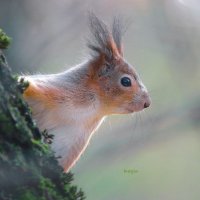 в лесу... :: Andrey Bragin в лесу... :: Andrey Bragin