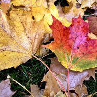 Ты же, Осень, мастерица! Акварель свою открой: Серым тучам – серебриться, :: "The Natural World" Александер