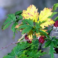 Осень , рыжая девчонка , Это ты смеёшься звонко? Осыпаются от звона Листья жёлтые у клёна. :: "The Natural World" Александер Осень , рыжая девчонка , Это ты смеёшься звонко? Осыпаются от звона Листья жёлтые у клёна. :: "The Natural World" Александер