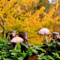 *** :: Игорь Kуленко