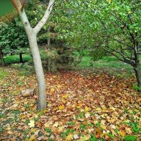 Падают, падают листья! :: Надежда Падают, падают листья! :: Надежда