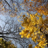 Осень :: Наталья Герасимова Осень :: Наталья Герасимова