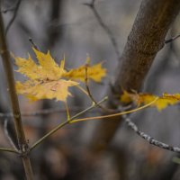 Осень... :: Евгений 