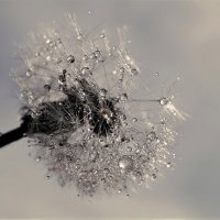 одуванчик :: igor G.