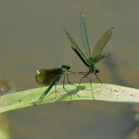 про стрекоз красоток 3 :: Александр Прокудин про стрекоз красоток 3 :: Александр Прокудин