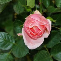 Розочка в конце октября :: Светлана 