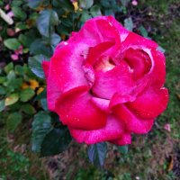 Цветы соседнего двора в октябре :: Андрей Лукьянов Цветы соседнего двора в октябре :: Андрей Лукьянов