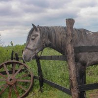 *** :: Оксана Новик 