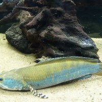 Змееголов павлиний :: Лидия Бусурина