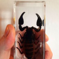 Скорпион :: Андрей Л. В.