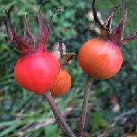 Роза отцвела :: Людмила Смородинская Роза отцвела :: Людмила Смородинская