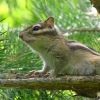 Бурундук :: Valentina K