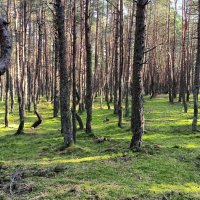 Танцующий лес. :: Ольга 