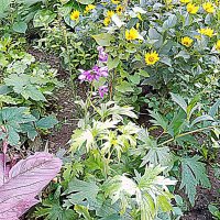 Цветы. :: Владимир Драгунский