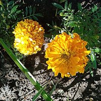 Цветы. :: Владимир Драгунский