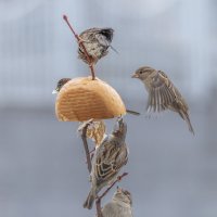 из жизни воробьев . :: юрий макаров из жизни воробьев . :: юрий макаров