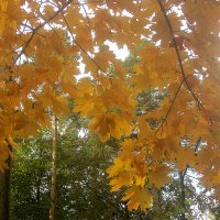 В золотую осень :: Елена Семигина