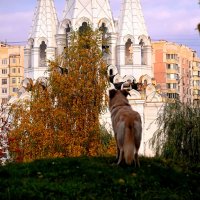 Долгий собачий взгляд на храм. :: Татьяна Помогалова