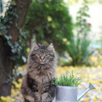 Сильва :: Оксана Новик 