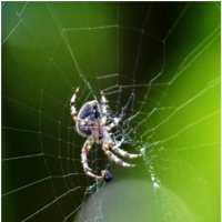 ПАУК... :: Elvira E. 