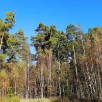 Опушка леса :: Рита Симонова