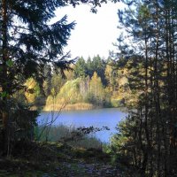 Опушка леса :: Рита Симонова