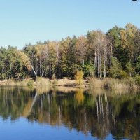 Опушка леса :: Рита Симонова