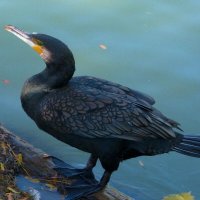 Чёрный  баклан :: Валентин Семчишин