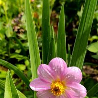 дачное :: tatiana дачное :: tatiana